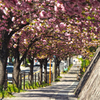 八重桜トンネル