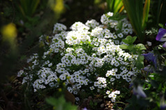 秘密の花園