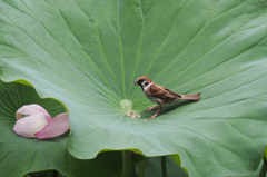 豪華な器