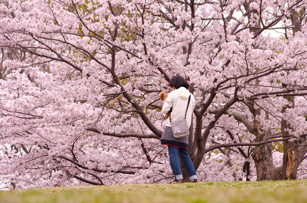 お花見 with 愛犬