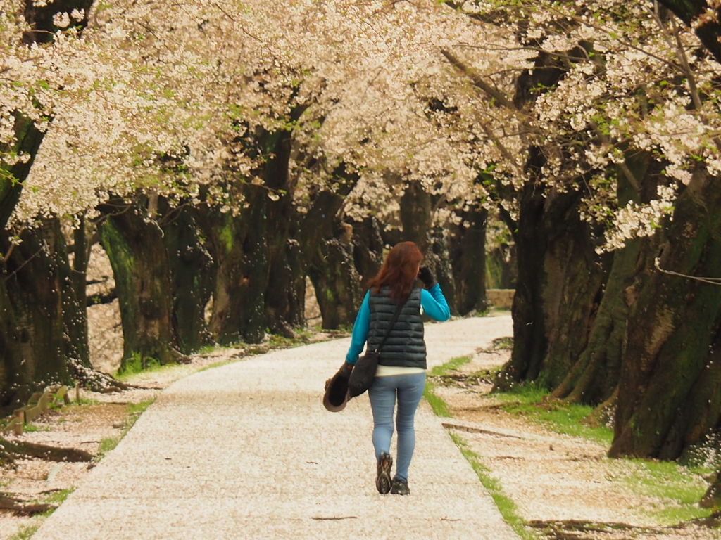 桜並木の中を