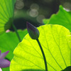 開花間近