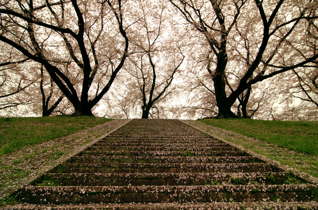 桜堤