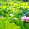 早朝観蓮会 2013