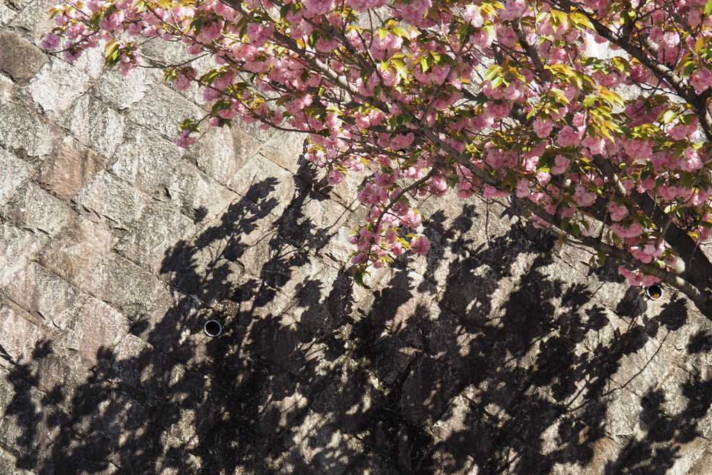 影桜