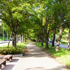 木漏れ日通り
