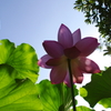 満開