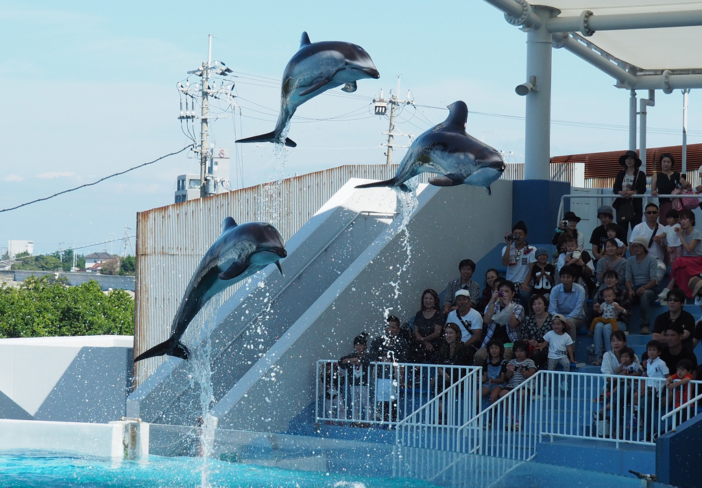 みさき公園イルカショー１