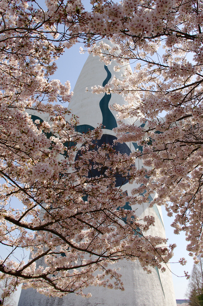 桜吹雪