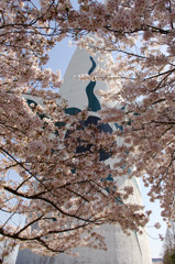 桜吹雪