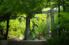 緑濃き鳥居