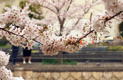 花握手