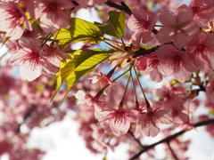 河津桜 2016