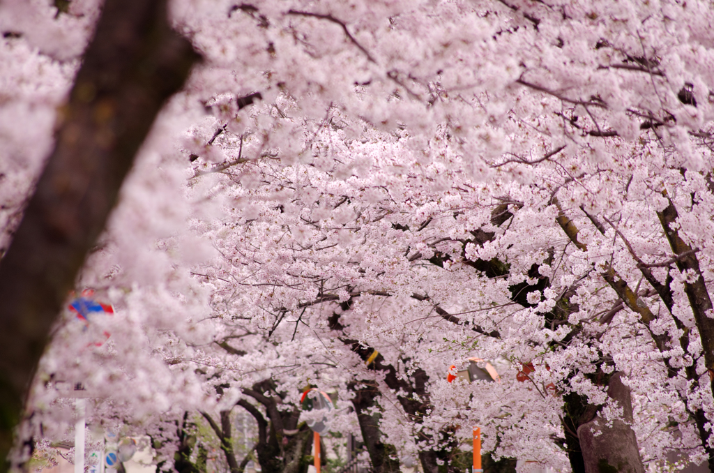 桜色トンネル