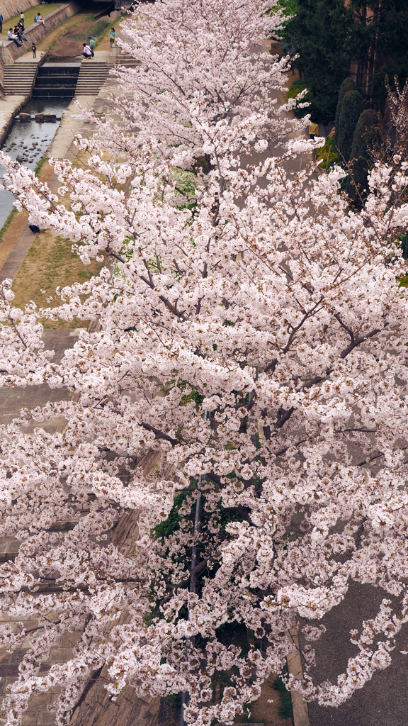 俯瞰桜