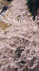 俯瞰桜