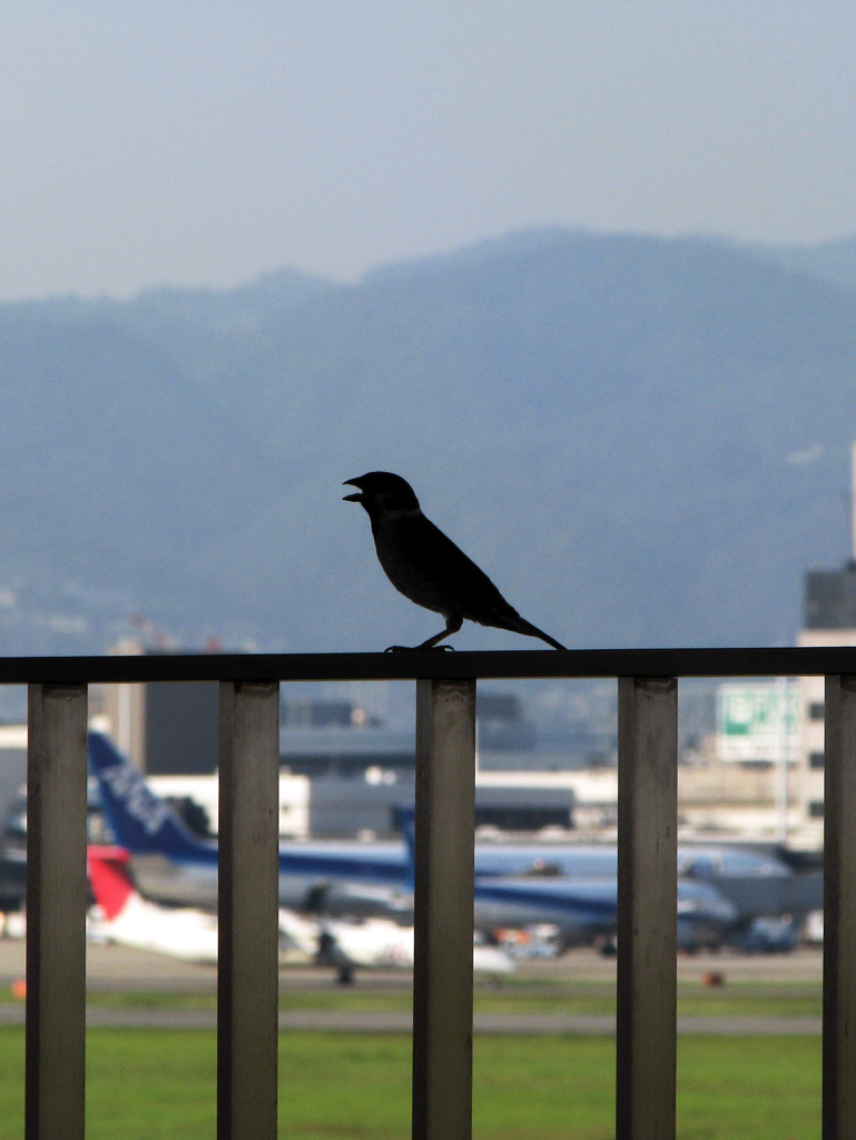 鳥と鋼の鳥