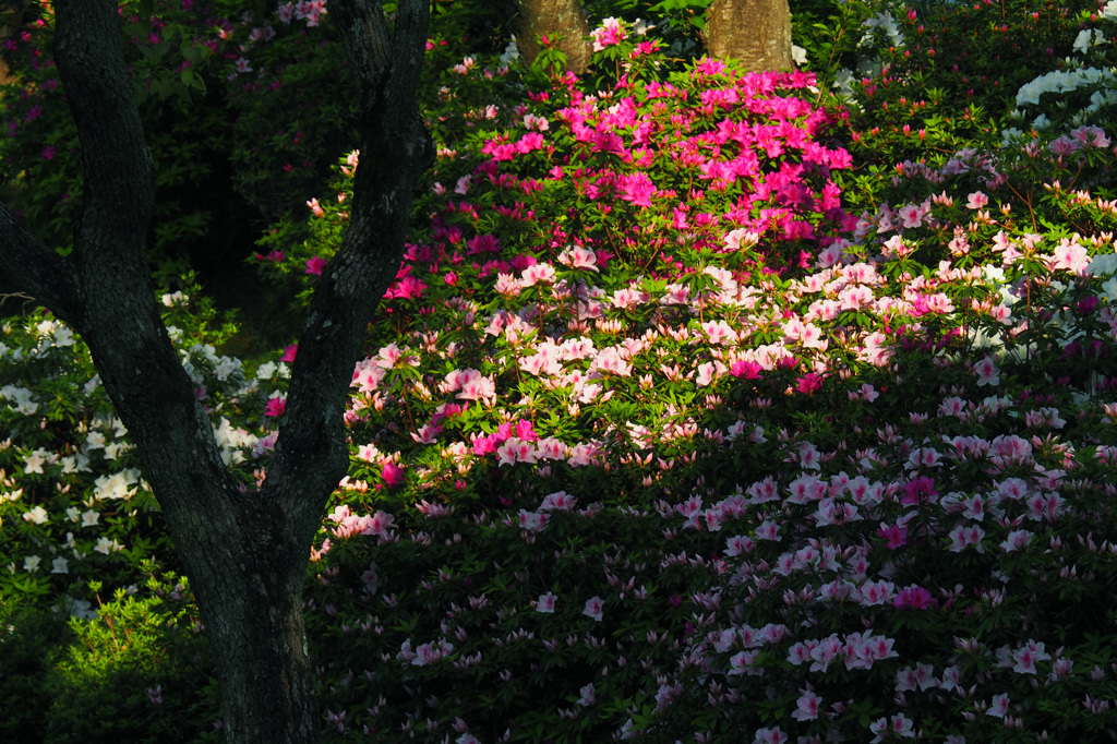花園コントラスト