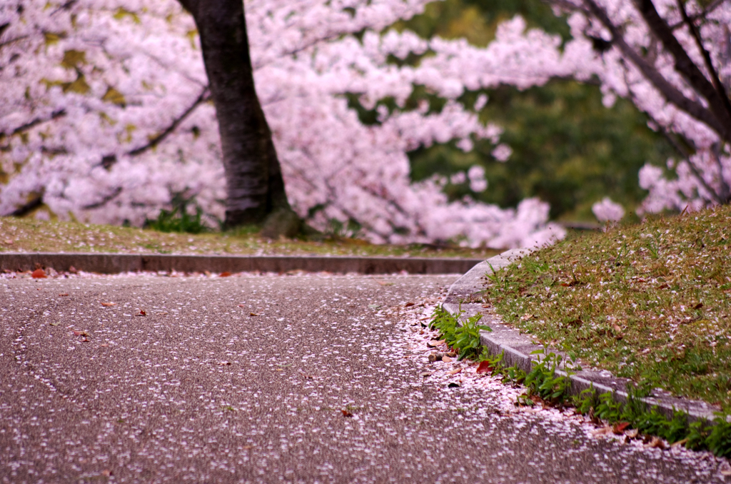 薄紅の道