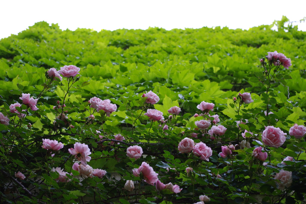 花屋敷