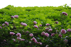 花屋敷