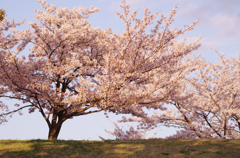 桜の丘