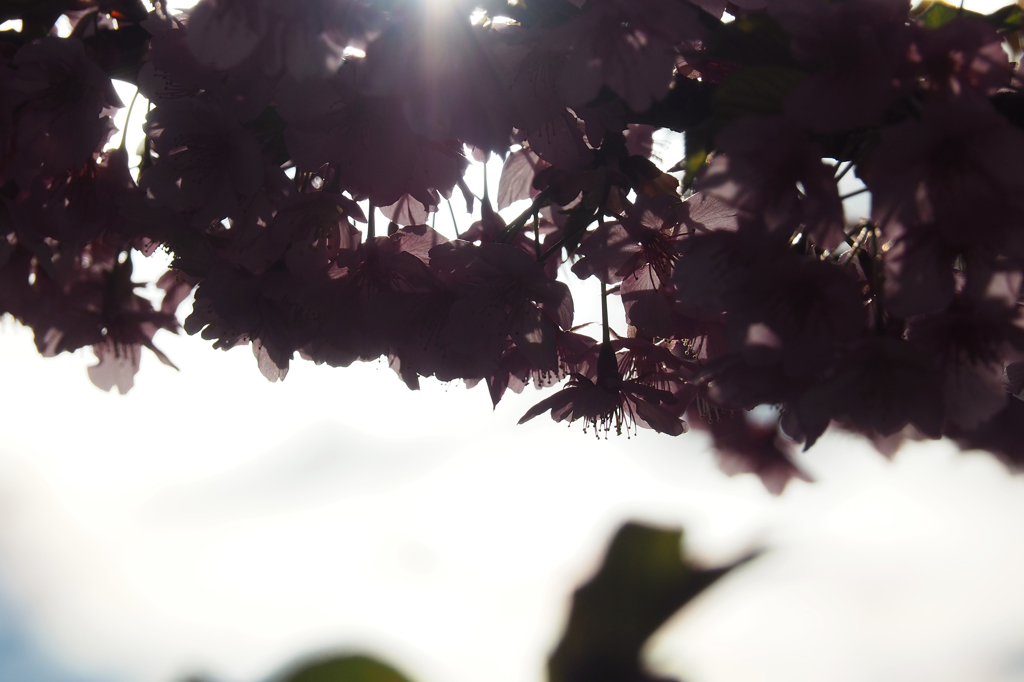 河津桜 2016