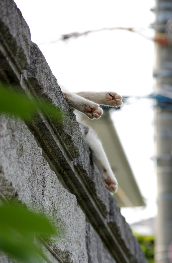 頭隠して脚隠さず