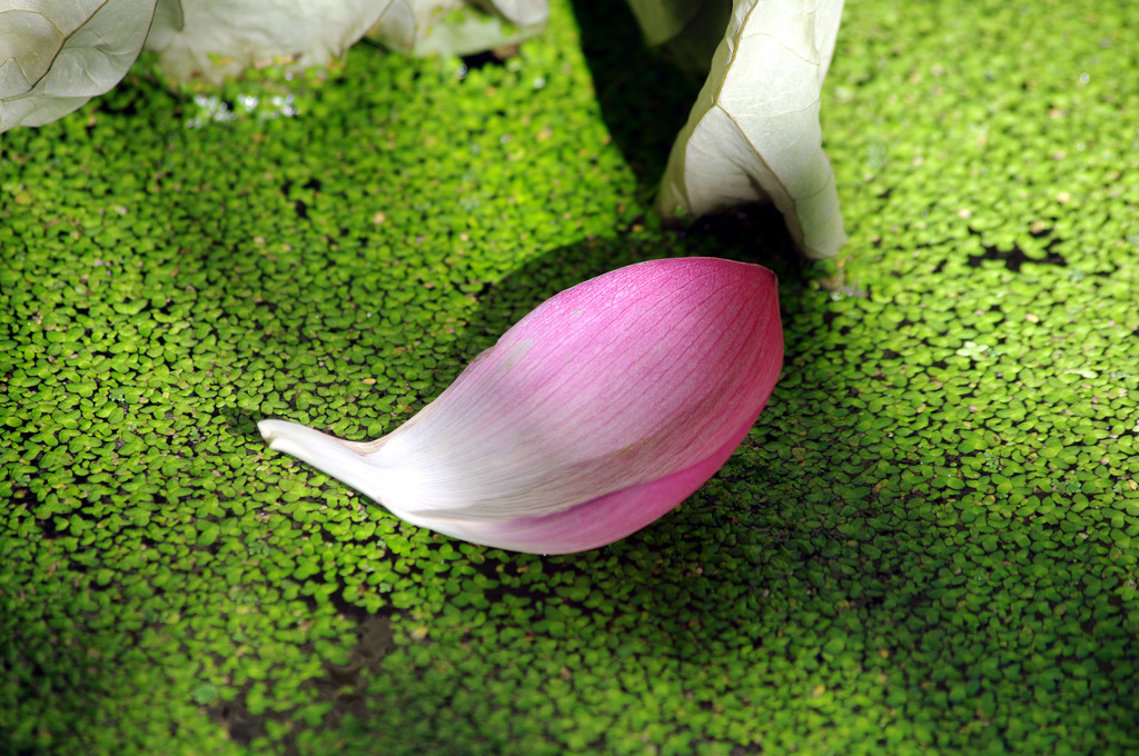 蓮華