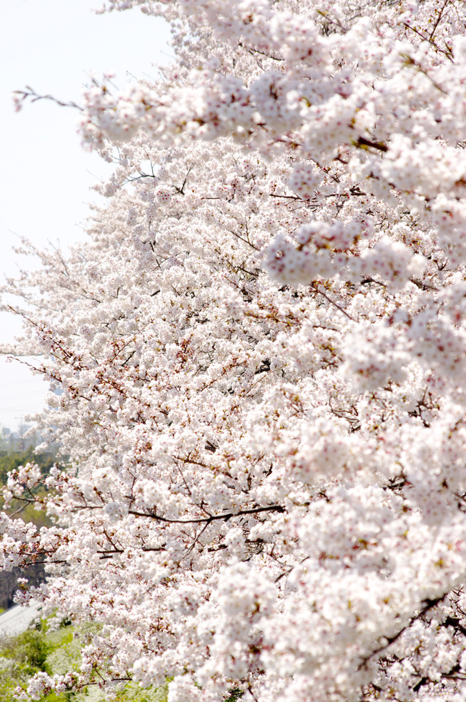 桜壁