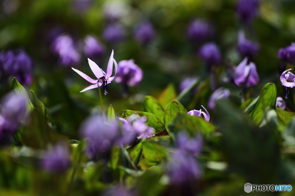 カタクリの花