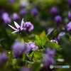 カタクリの花