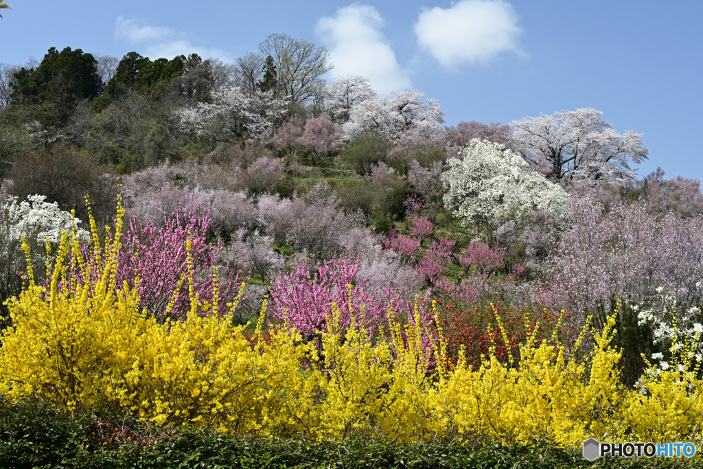 花見山公園