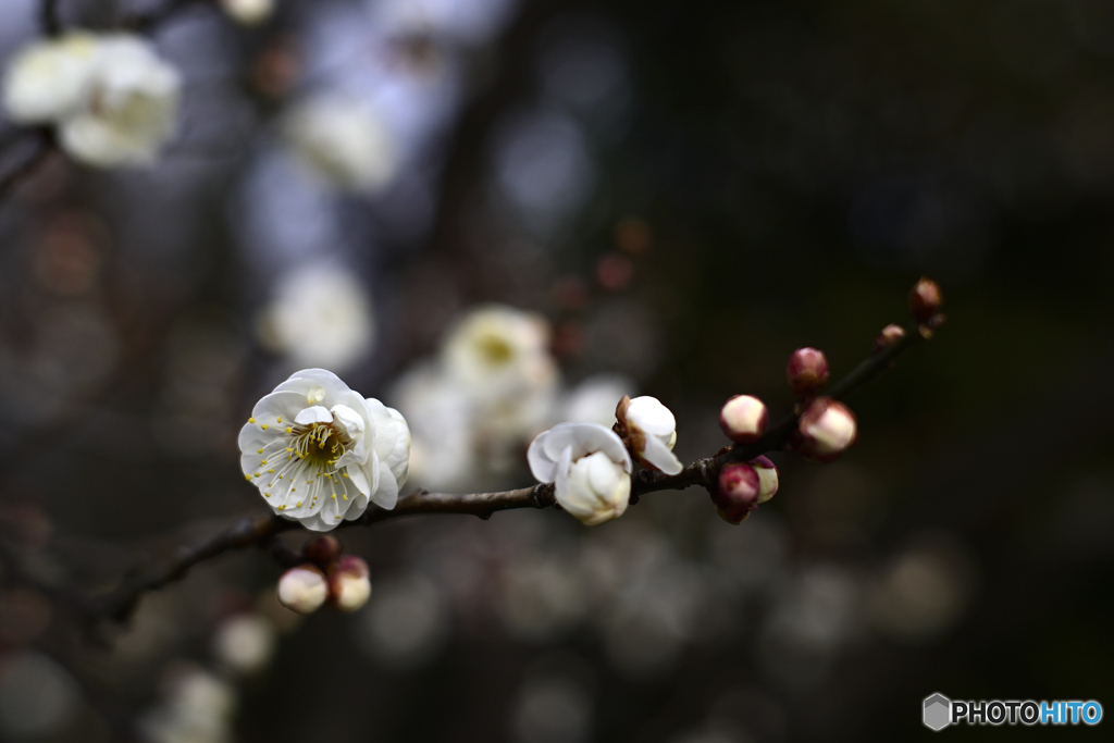 白梅咲く