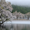 中子の溜池桜