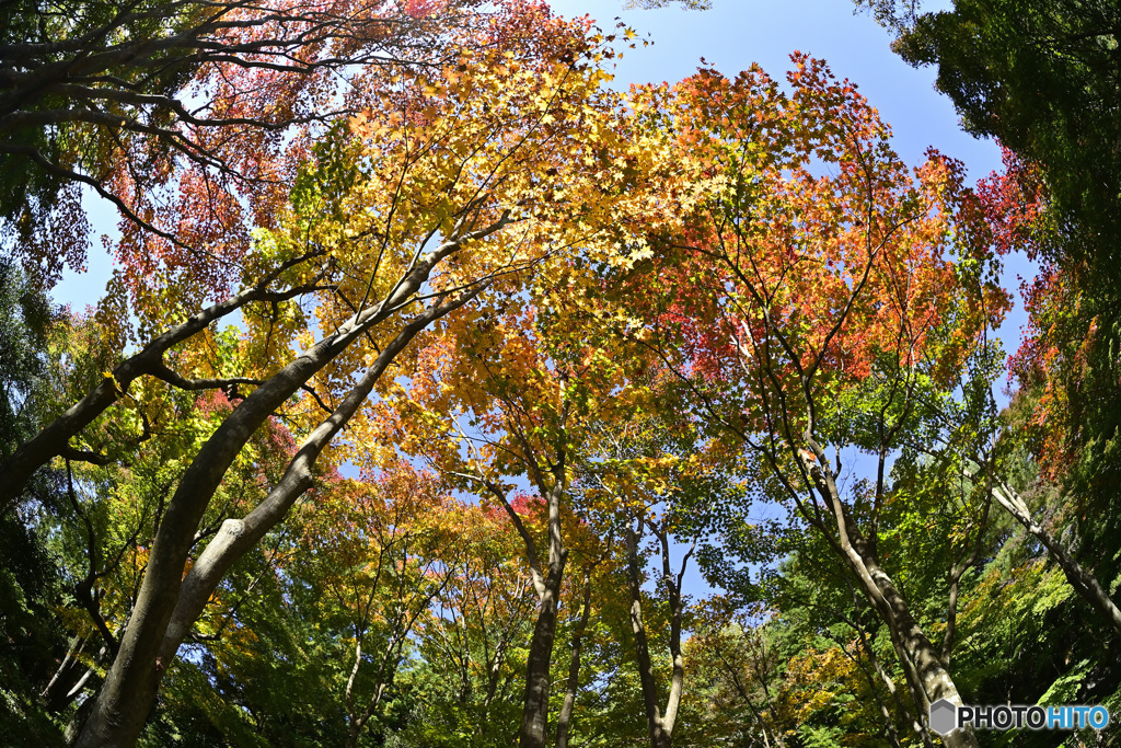 紅葉グラデーション