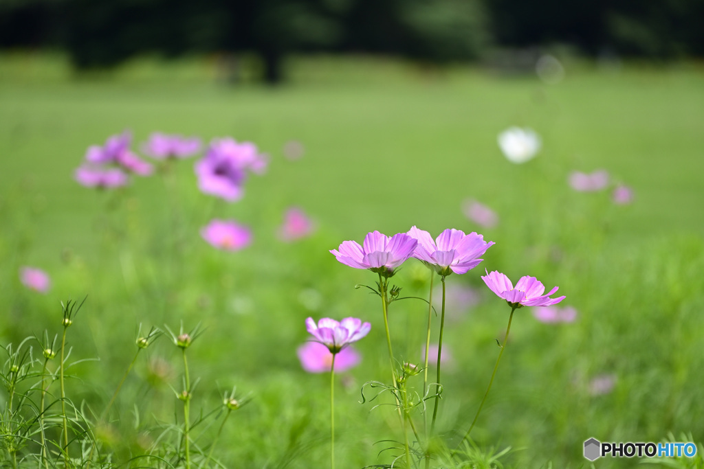 秋桜