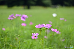 秋桜