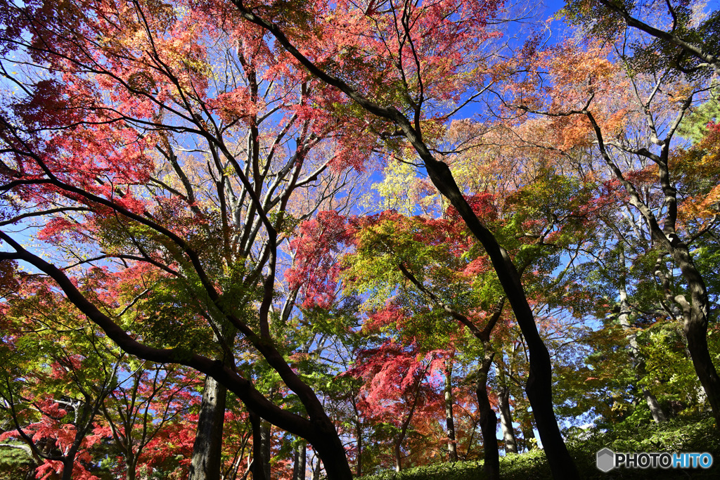 紅葉グラデーション
