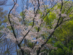 桜模様