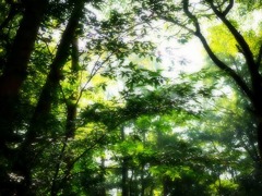 高原の朝