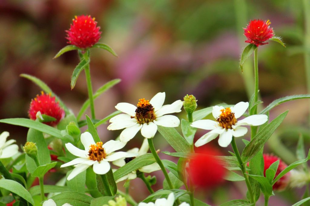 花