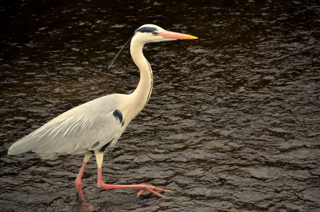 yellow beak