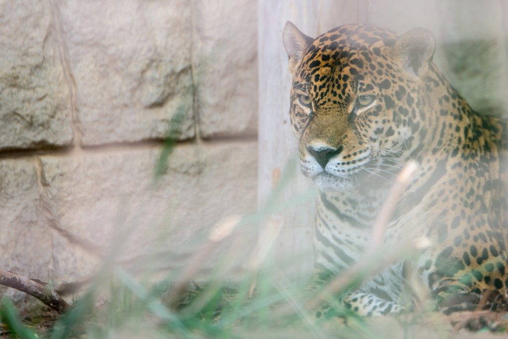 ジャガー