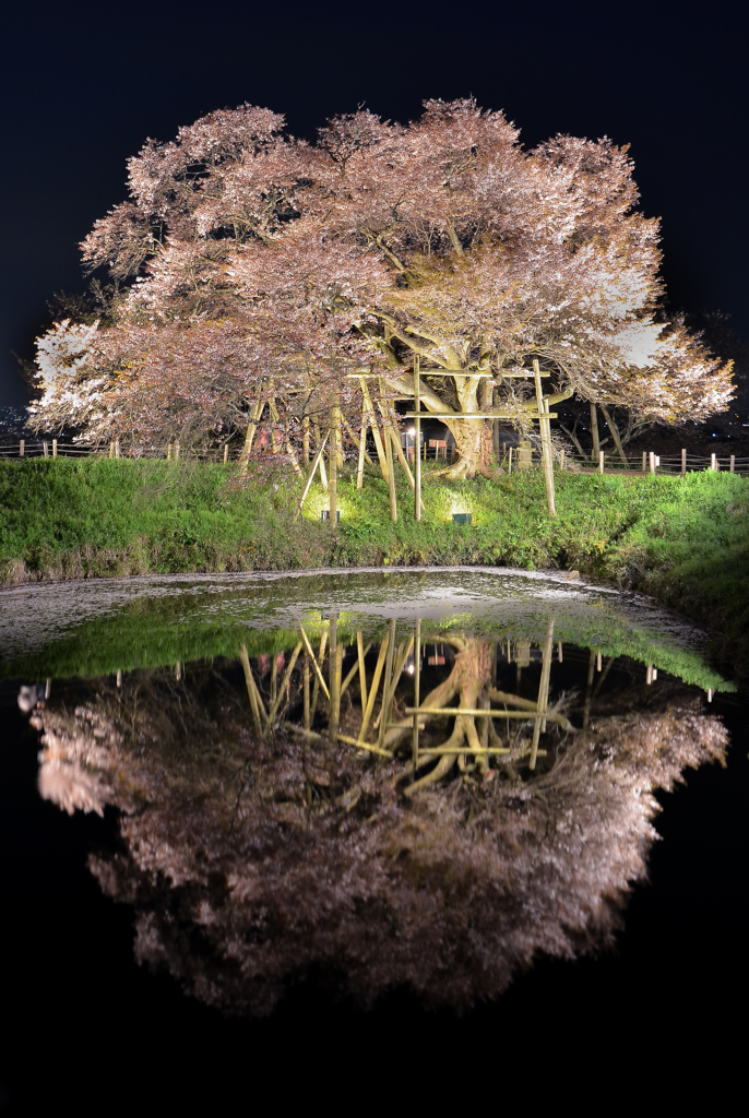 一本夜桜