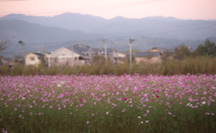 秋桜畑