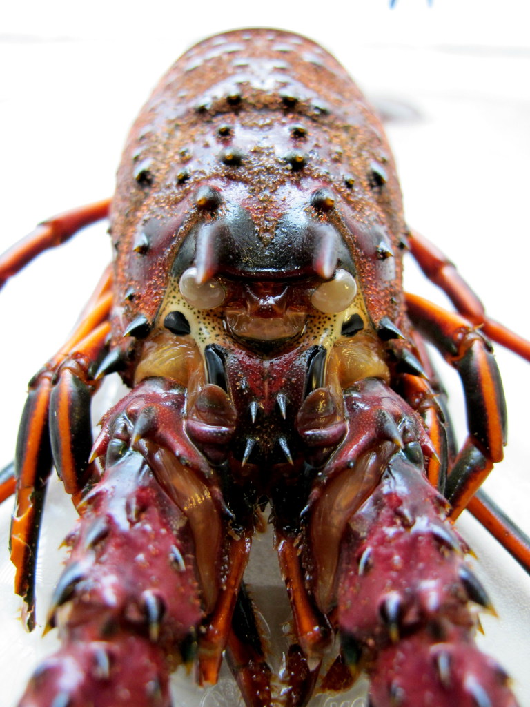 lobster