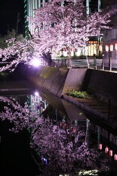 柿川 夜桜