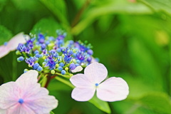 千秋が原ふるさとの森公園1