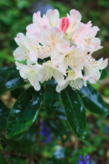 五月雨3